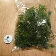 マツモ 1本20円 (金魚藻、カモンバ、カボンバ)