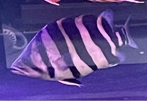 ダトニオプラスワン