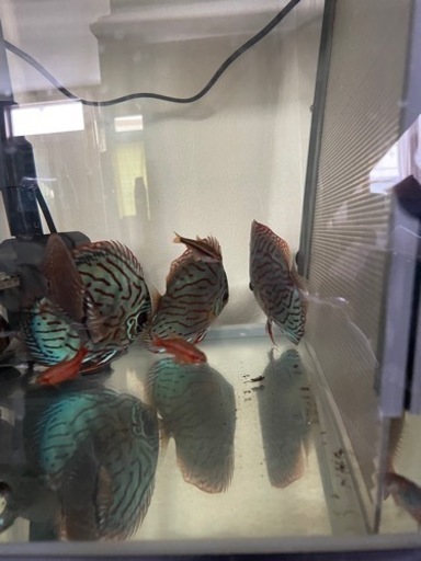 ディスカス3匹　