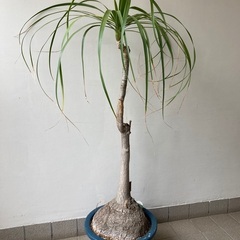 ノリナ　観葉植物
