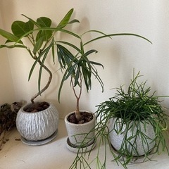 観葉植物3つ