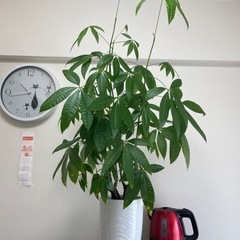 観葉植物 パキラ おしゃれな陶器の植木鉢付き 約1m