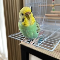 迷子のセキセイインコを保護しています