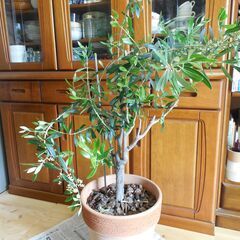 オリーブの木　テラコッタ鉢植え