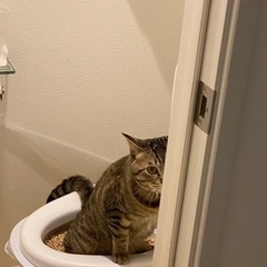 猫のトイレしづけ