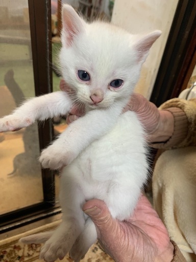 野良猫の赤ちゃん Virginia 京都の猫の里親募集 ジモティー