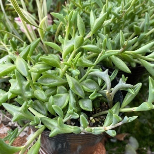 ドルフィンネックレス多肉植物カット苗10本 Osakana 宮崎台の生活雑貨の中古あげます 譲ります ジモティーで不用品の処分