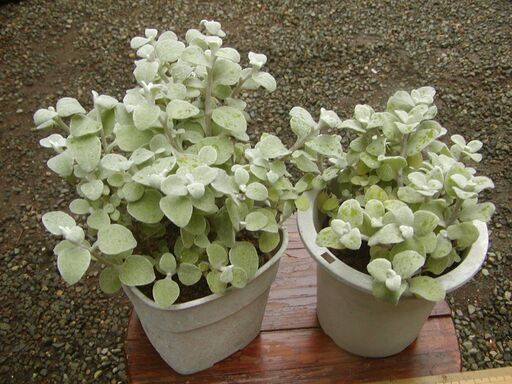 もこもこフワフワのシルバーリーフ ヘリクリサム ペティオラレ Mikisan 本厚木の家庭用品 ガーデニング の中古あげます 譲ります ジモティーで不用品の処分