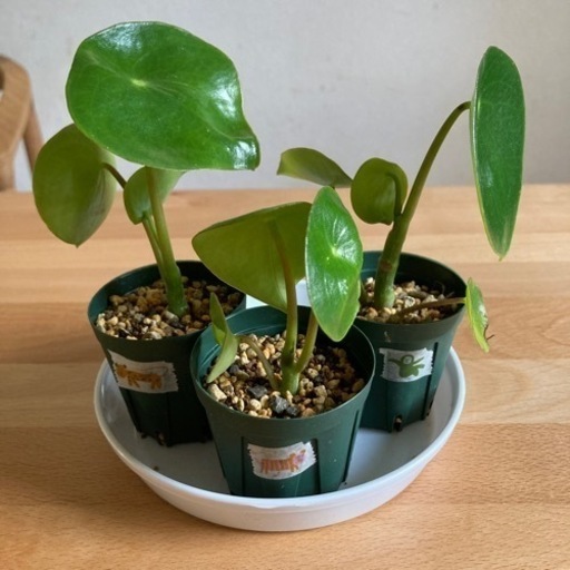 ペペロミア ジェイド あづま 逗子の生活雑貨の中古あげます 譲ります ジモティーで不用品の処分