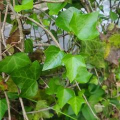 ヘデラ 花 植物 ガーデニング 