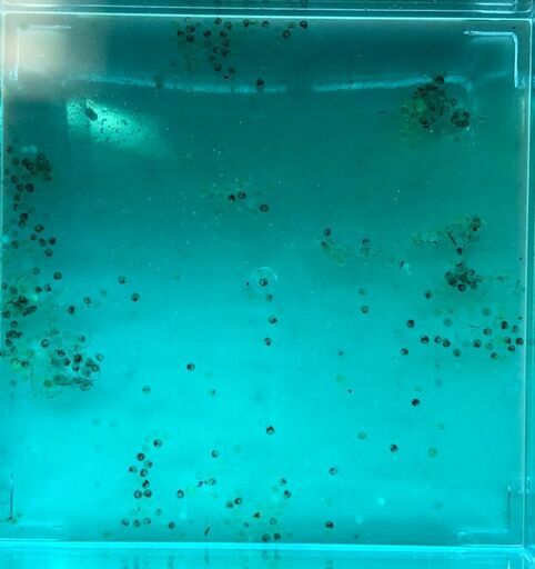 22雲州三色 非透明鱗三色 メダカ有精卵15個 10個 5個保証 田中めだか 海神のその他の中古あげます 譲ります ジモティーで不用品の処分