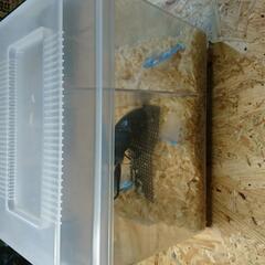 パラワンオオヒラタ 106㎜ペア ケース付き