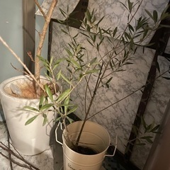 観葉植物　オリーブの木　ネバディラブランコ