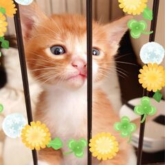 4月7日生まれの子猫ちゃん①♡ - 小豆郡