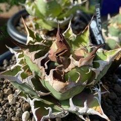 アガベ シーザー 子株