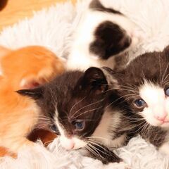 4月7日生まれの子猫ちゃん②♡ - 小豆郡