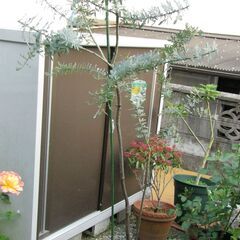 ミモザ鉢【ギンヨウアカシア】樹高１６０センチ