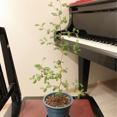 観葉植物　ソフォラ・リトルベイビー　45cm　ブルーカラーの3....