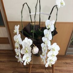 花の散った胡蝶蘭（全部で4鉢あります。）