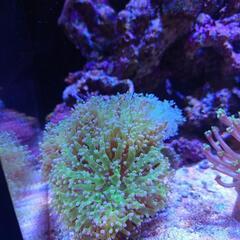 珊瑚 タコアシサンゴ アクアグリーン
