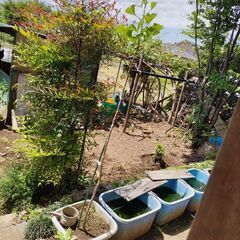 銀杏の木 イチョウ 鉢植え