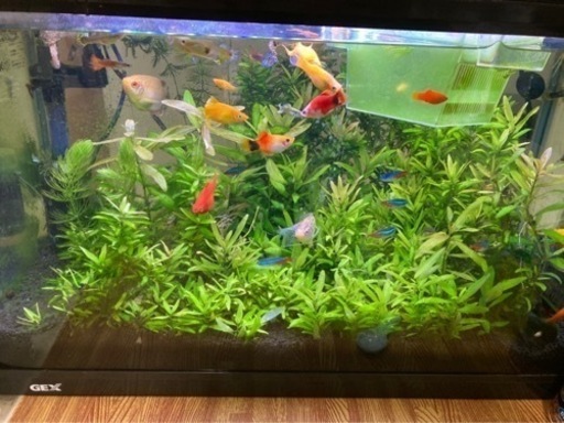 水槽　60cm水槽　熱帯魚\u0026備品付き