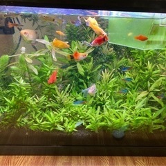 水槽　60cm水槽　熱帯魚&備品付き