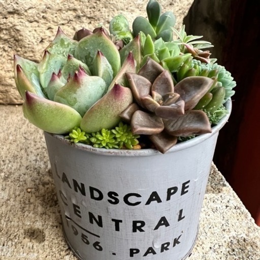 多肉植物寄せ植え ちぃさん 糸満の家庭用品 ガーデニング の中古あげます 譲ります ジモティーで不用品の処分