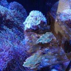 珊瑚 コモンサンゴ グリーン フラグ