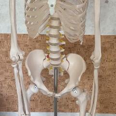 骨標本 値下げ交渉可です 骨標本 値下げ交渉可です