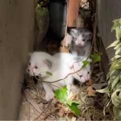 家の軒下にいる野良猫の子供