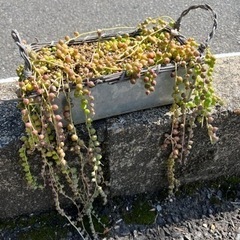 グリーンネックレス② 多肉植物