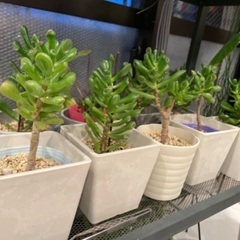 【多肉植物】宇宙の木　ゴーラム  １鉢