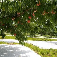 ７月下旬〜８月中旬に桃の収穫をお手伝いいただける方を募集しています