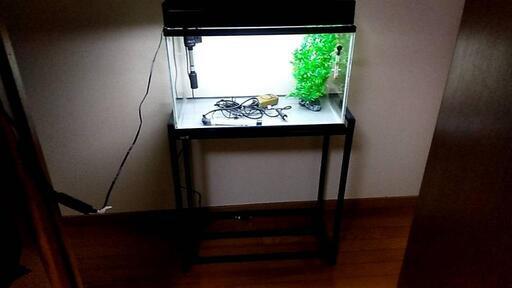 急募❗60cmガラス水槽セット・水槽台付き～✨早い者勝ちです～