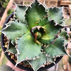 アガベ　チタノタ　中斑　季節斑　ソーラーエクリプス