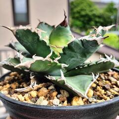 アガベ　チタノタ　中斑　季節斑　ソーラーエクリプス