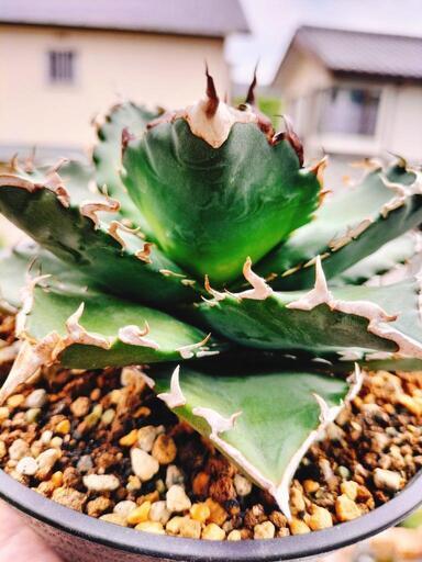 アガベ　チタノタ　黄中斑　縞斑 アガベ チタノタ 中斑 アガベ チタノタ 黄中斑 縞斑 アガベ・チタノタ