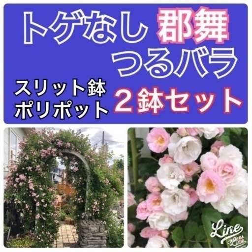 蕾付きトゲ無つるバラ2鉢セット絶対お得 Torasiro 羽生のその他の中古あげます 譲ります ジモティーで不用品の処分 蕾付きトゲ無つるバラ2鉢セット絶対お得 Torasiro 羽生のその他の中古あげます 譲ります ジモティーで不用品の処分