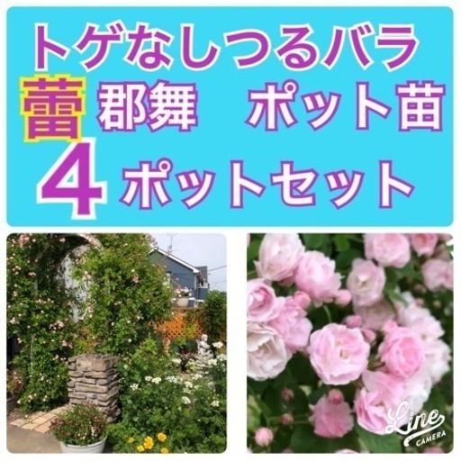 蕾付きトゲ無つるバラ４ポットセット絶対お得 Torasiro 羽生のその他の中古あげます 譲ります ジモティーで不用品の処分
