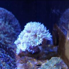 ウィスカーズコーラルサンゴ 珊瑚