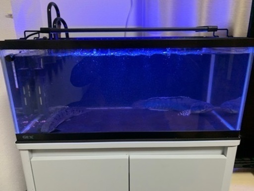 【引き取り限定】ガラス水槽　水槽台　スネークヘッド チャンナプルクラ　ポリプテルス　デルヘッジまとめて引き取ってくださる方！