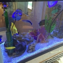 ゲリラセール 海水魚飼育セット