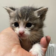 ４月１日生まれのキジ白の男の子です - 京都郡