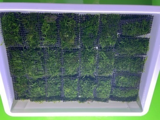 全国配送対応 ウィローモスマット みかんぼーや 前後のその他の中古あげます 譲ります ジモティーで不用品の処分