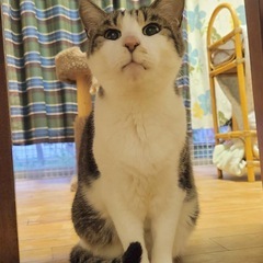控えめで穏やかな大人猫　9/3キャットビレッジ相談会に参加 - 横須賀市