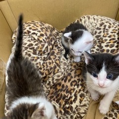 生後約4週間の子猫🐱 - 亀岡市
