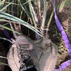 ココスヤシヤシ　小サイズ