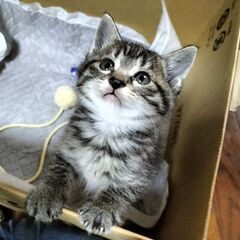 人懐こい子猫　応募ストップ