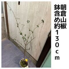 朝倉山椒　鉢植え　約130cm